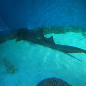 Nurse Shark