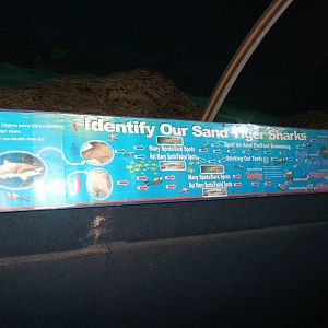 How to id the Sand Tiger Sharks