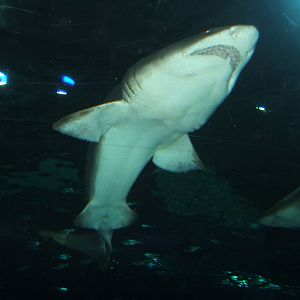 Sand Tiger Shark