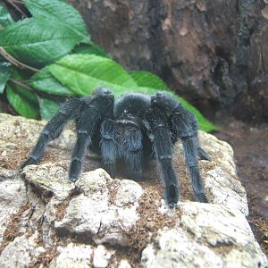 Brazilian Black Tarantula