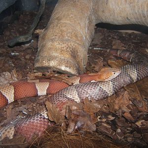 Broad-banded Copperhead