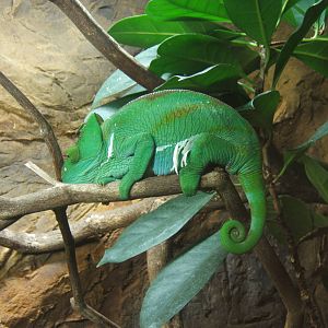 Female Parson`s Chameleon