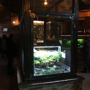 View of redesigned Inverts in Monsoon Forest