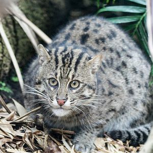 Fishing Cat