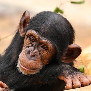 Fumo growing up fast