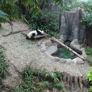 Kai Kai in Giant Panda Forest