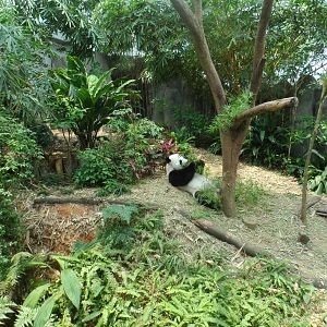 Kai Kai in Giant Panda Forest