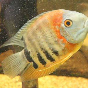 Heros species Rotkeil