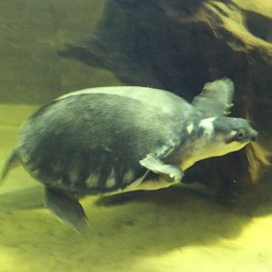 Pig-nosed turtle