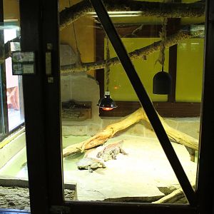 Turtle - Tegu enclosure