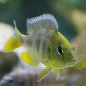 Nimbochromis species