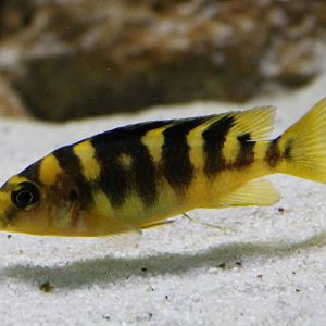 Pseudotropheus crabo