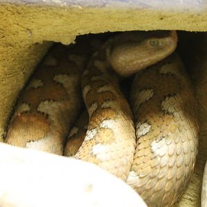 European horned viper