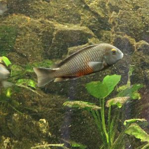 Tropheus moorii bemba