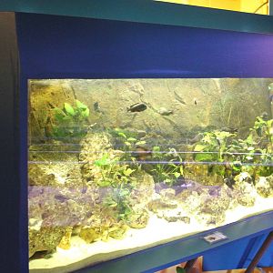 Aquarium Tropheus moorii bemba