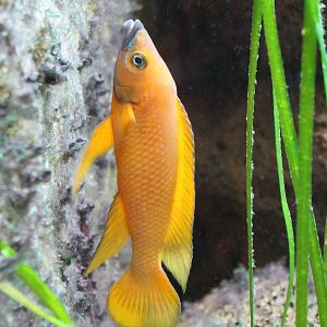 Neolamprologus leleupi