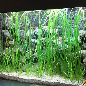 Aquarium Neolamprologus leleupi