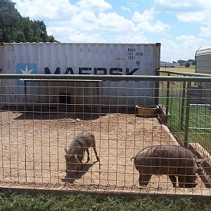 Wart Hog exhibit