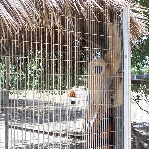 Gibbon in sad cage