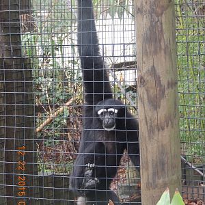 hoolock gibbon