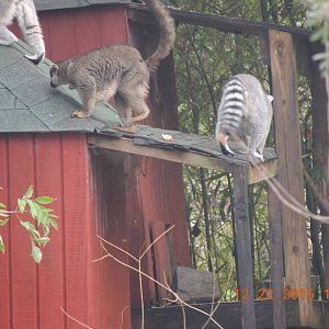 brown and rintail lemurs