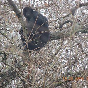 black faced spider monkey