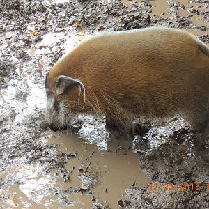 red river hog in mud
