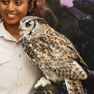 ID Please - Unknown Owl Dec 2015