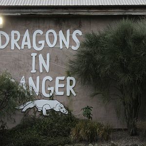 Dragons in a bad mood. Chester Zoo 2016