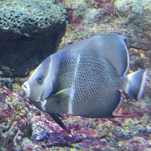 French angelfish
