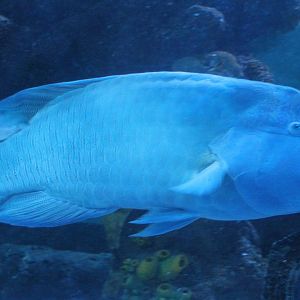 Napoleon wrasse