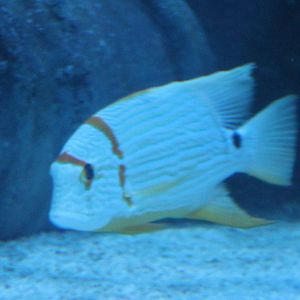 Sailfin snapper