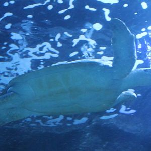 Green sea turtle