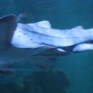 Zebra shark