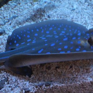 Blue-spotted ray