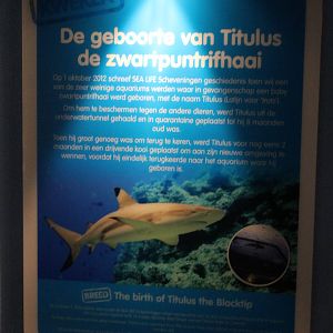 Birth-sign Blacktip Reef shark