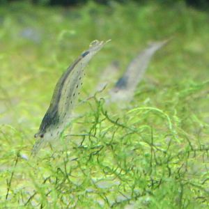 Fresh-water shrimp species