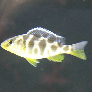 Nimbochromis venustus