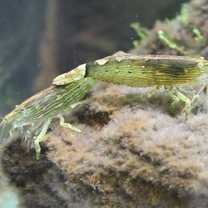 Fresh-water shrimp species