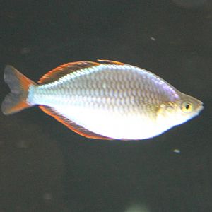Praecox Rainbow (Melanotaenia praecox)