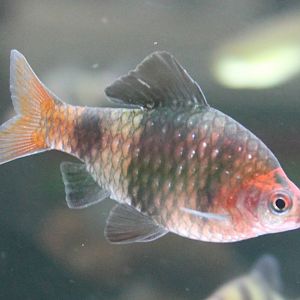 Black ruby barb