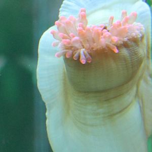 Sea anemone species