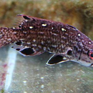 Pacific Diana's hogfish