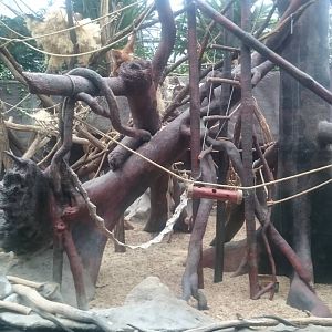 Indoor Orang utan island