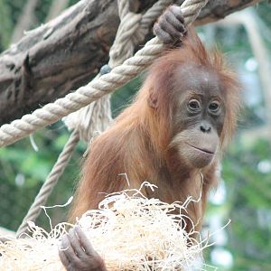 Young Orang utan