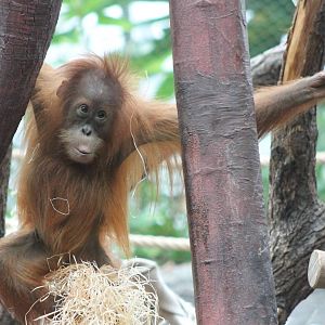 Young Orang utan