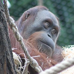 Adult Orang utan