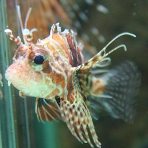 Lion fish ID