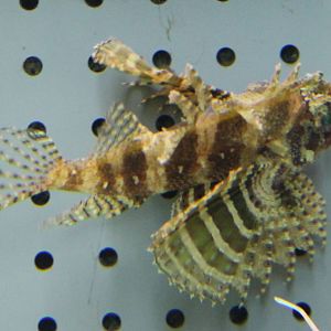 Lion fish ID