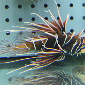 Lion fish ID